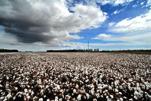 九九国产热,揭秘国产影视产业的崛起与魅力